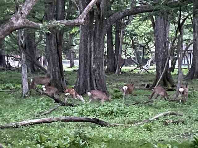 image1